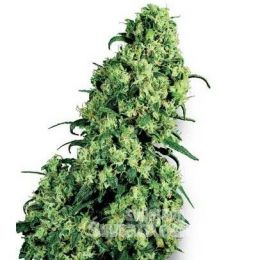 skunk_1_large[2].jpg